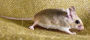 Oldfield Mouse 